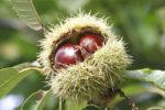 Hạt dẻ ngựa (Horse Chestnut) là gì? Lợi ích, những lưu ý khi sử dụng