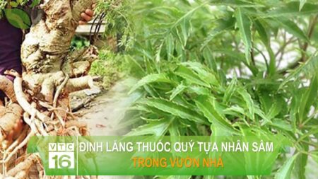 Đinh lăng – Cây thuốc quý tựa nhân sâm trong vườn nhà | VTC16