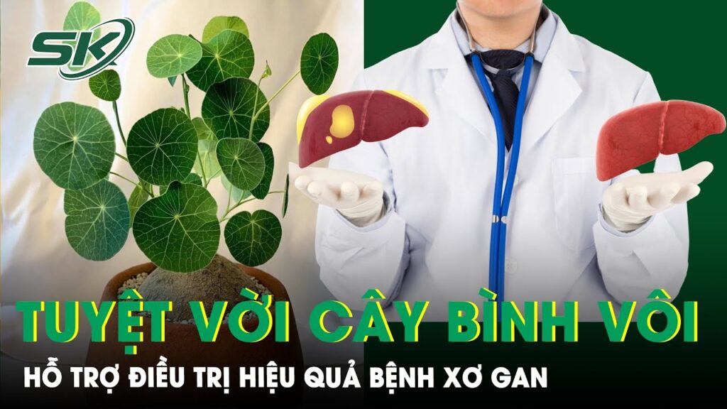 Xơ Gan: Bình vôi Giúp Hỗ Trợ Điều Trị | SKĐS