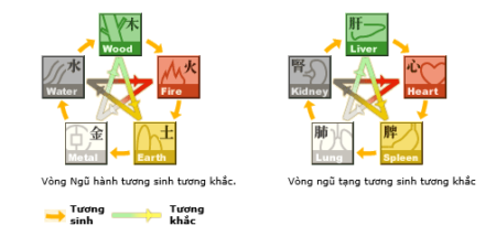 Thận theo đông y ảnh hưởng đến các tạng phủ khác như thế nào?